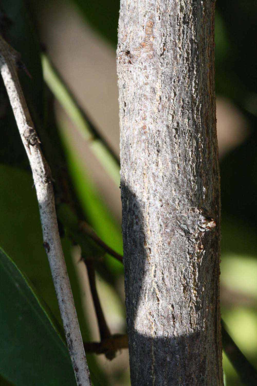              Second - third year twig (Riverside, CA)       